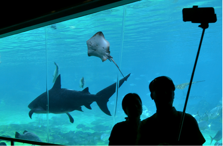 taking pics with a stingray and a shark
