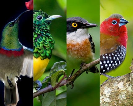 birding day 2016